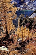 Alpine Larch at Lake Vivianne